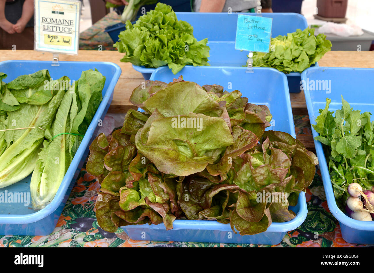 Lettuce, Farmers Market, Tucson, Arizona, USA Stock Photo Alamy
