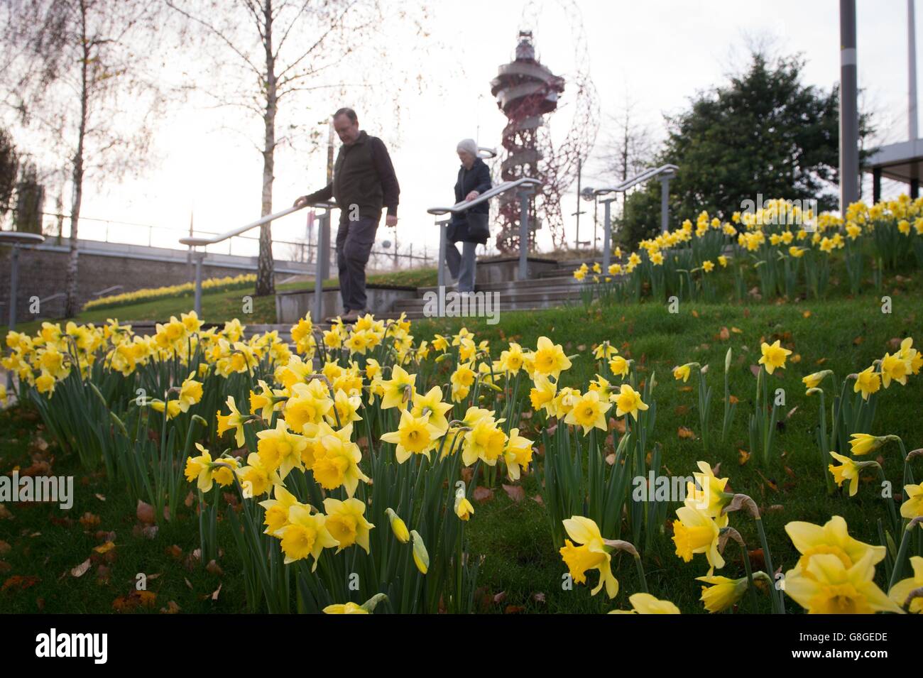People walking past daffodils in bloom in front of the ArcelorMittal Orbit sculpture at the Queen Elizabeth Olympic Park in Stratford, east London as the UK could be set for the warmest December in almost 70 years as temperatures of 16C left Britons sweltering. Stock Photo