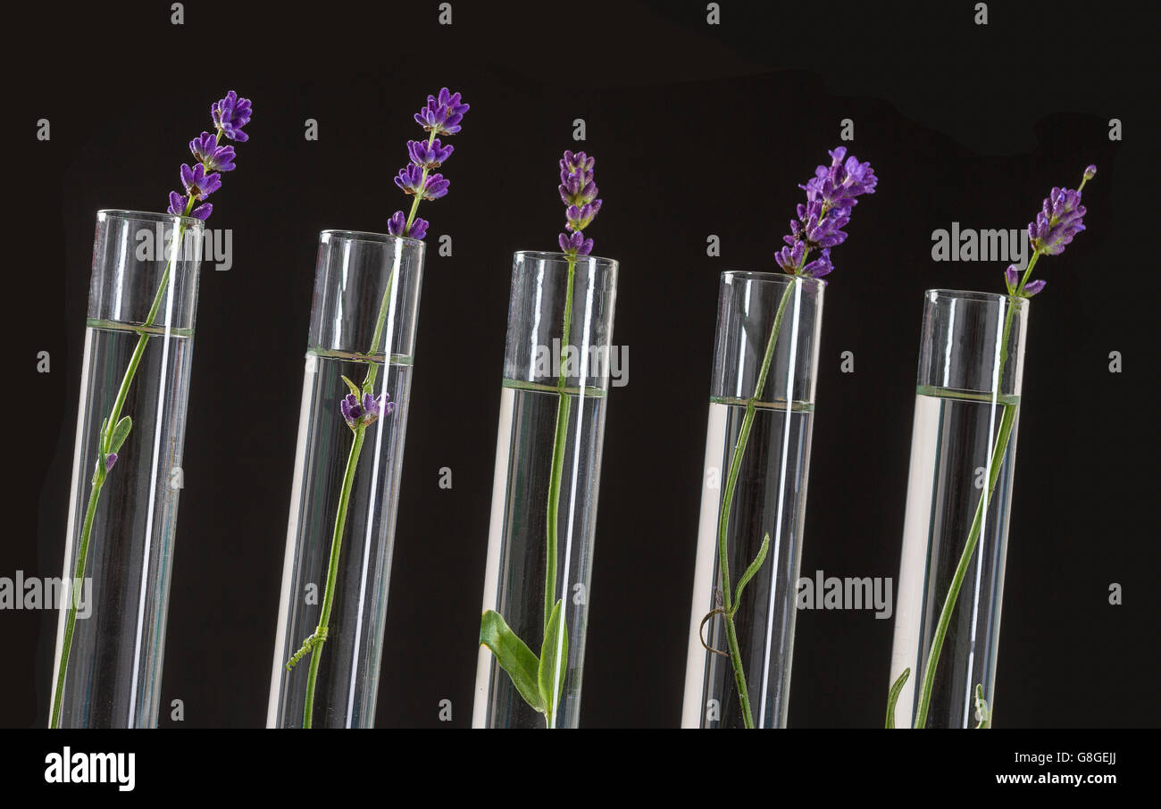 cosmetology lab - Flowers of lavender in test tubes Stock Photo