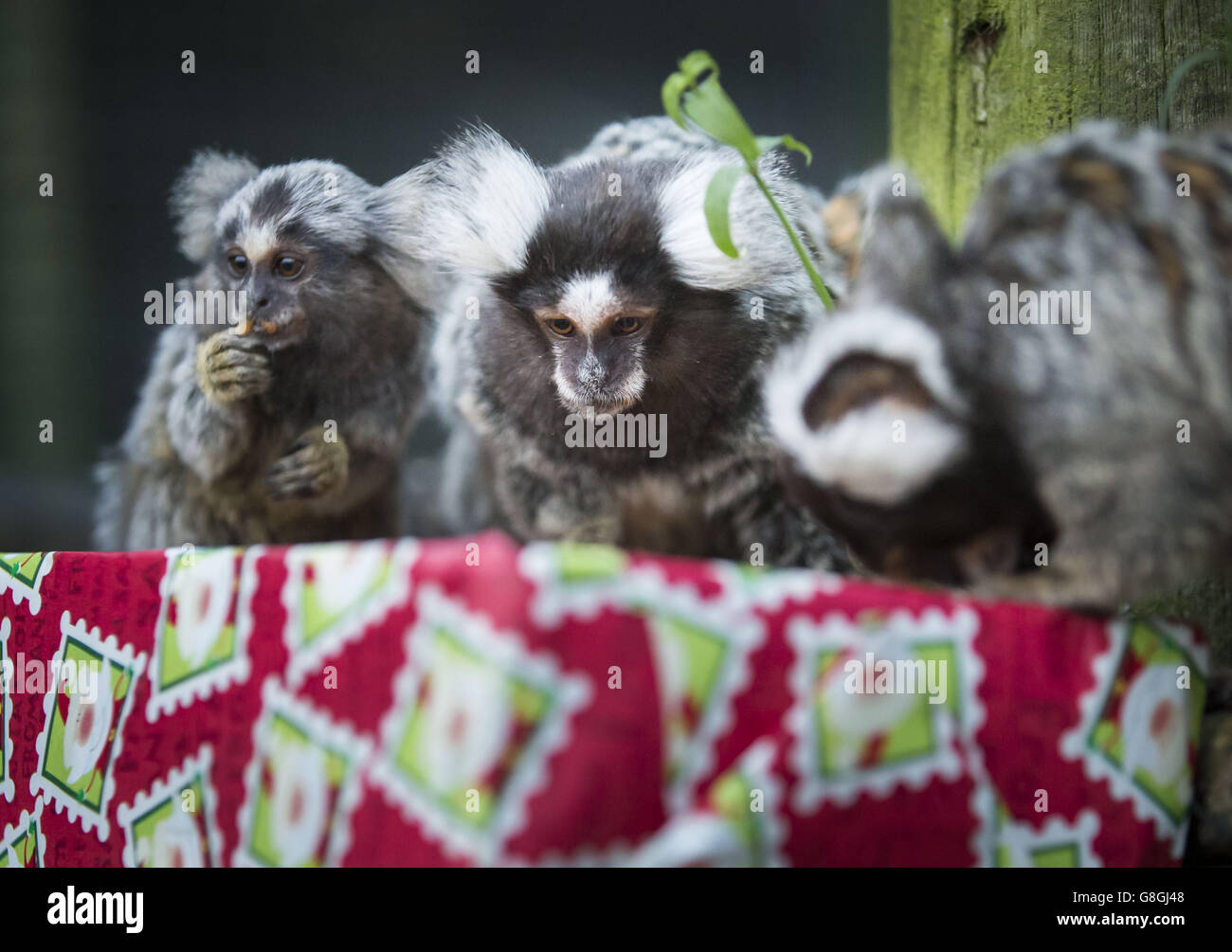 Five Sisters Zoo Scotland High Resolution Stock Photography and Images ...