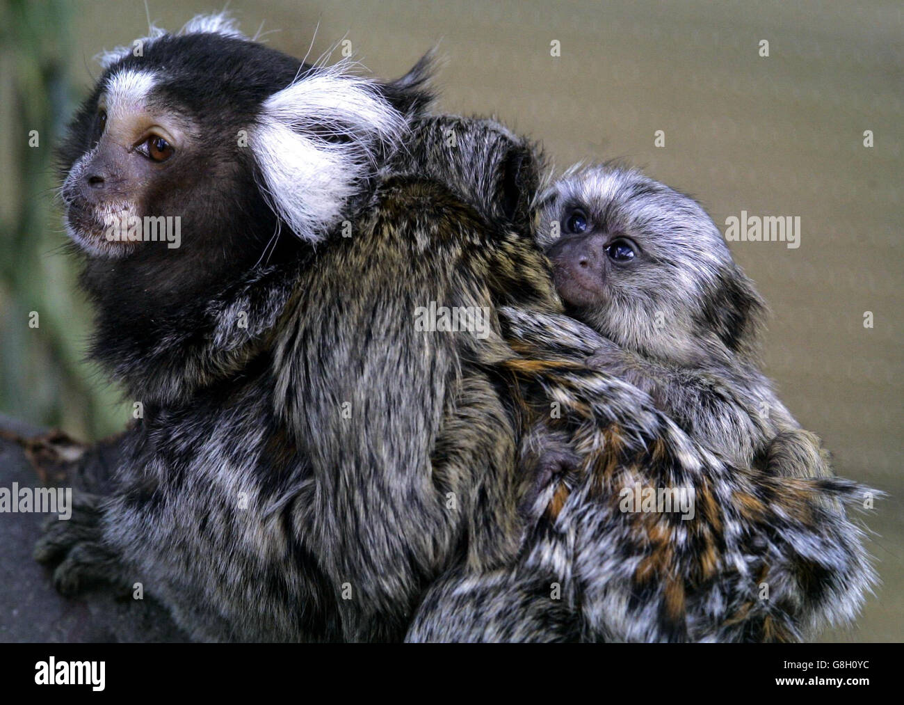 Blair Drummond Safari Park Stock Photo