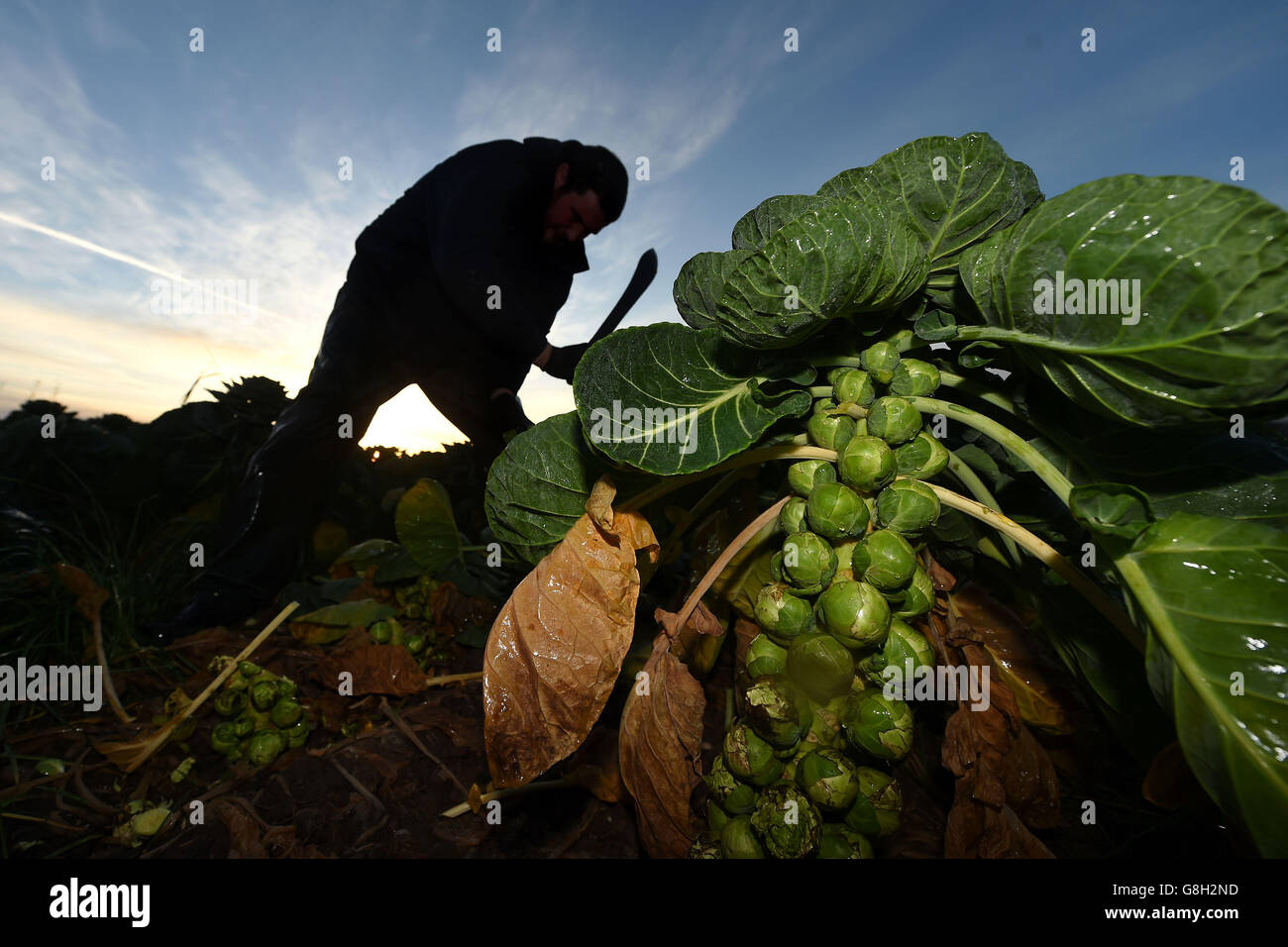 Josh Clewley harvests Brussels sprouts at Essington Fruit Farm in Wolverhampton for the Christmas market. Stock Photo
