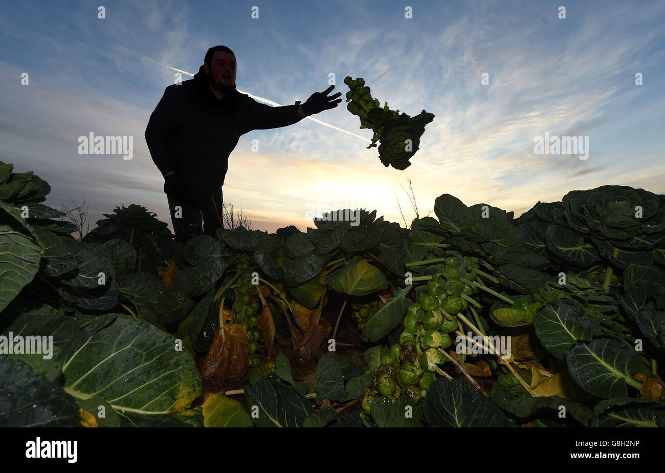 Josh Clewley harvests Brussels sprouts at Essington Fruit Farm in Wolverhampton for the Christmas market. Stock Photo