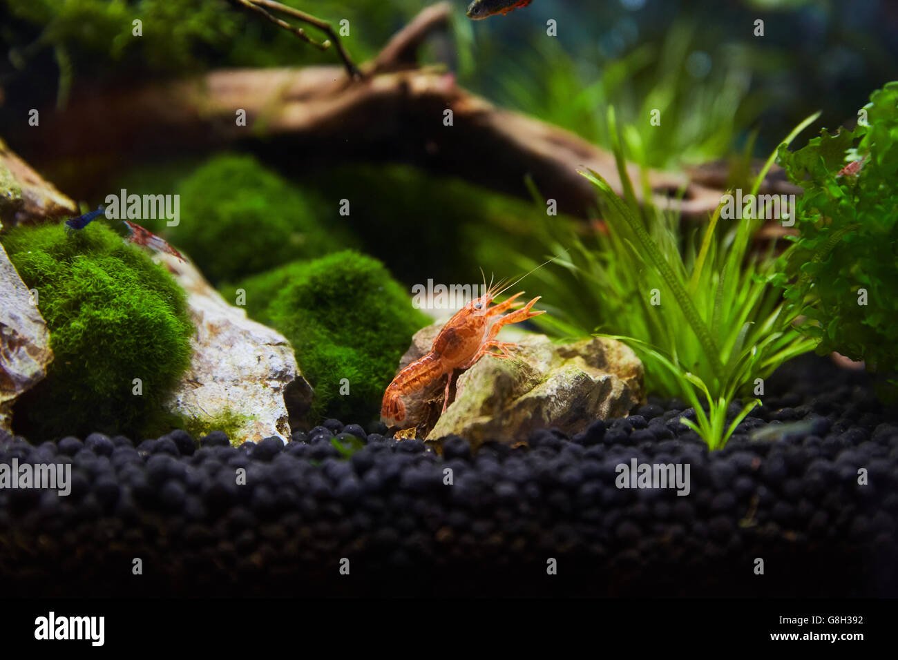 Mexican orange freshwater crayfish in the aquarium, selective focus and space for text Stock Photo