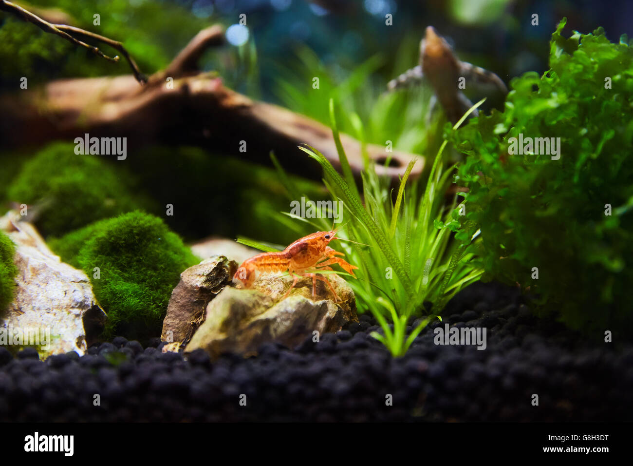 Mexican orange freshwater crayfish in the aquarium, selective focus and space for text Stock Photo
