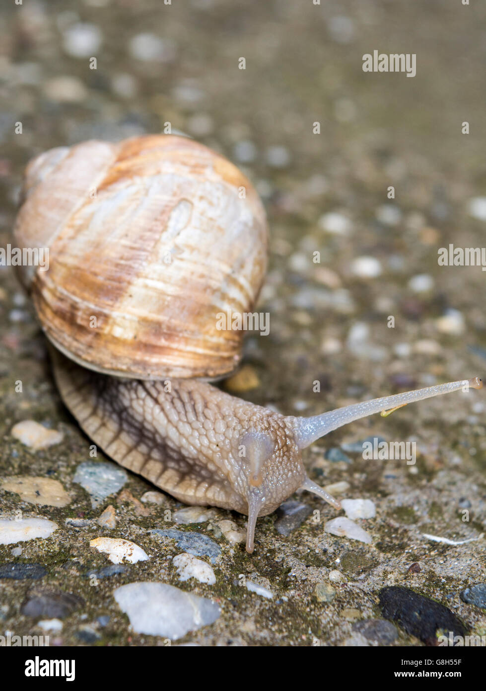 Snail with horns pulling armor on concrete Stock Photo