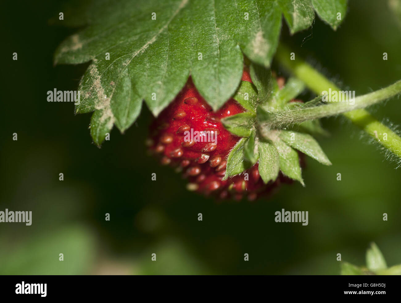 One strawberry stem hi-res stock photography and images - Alamy