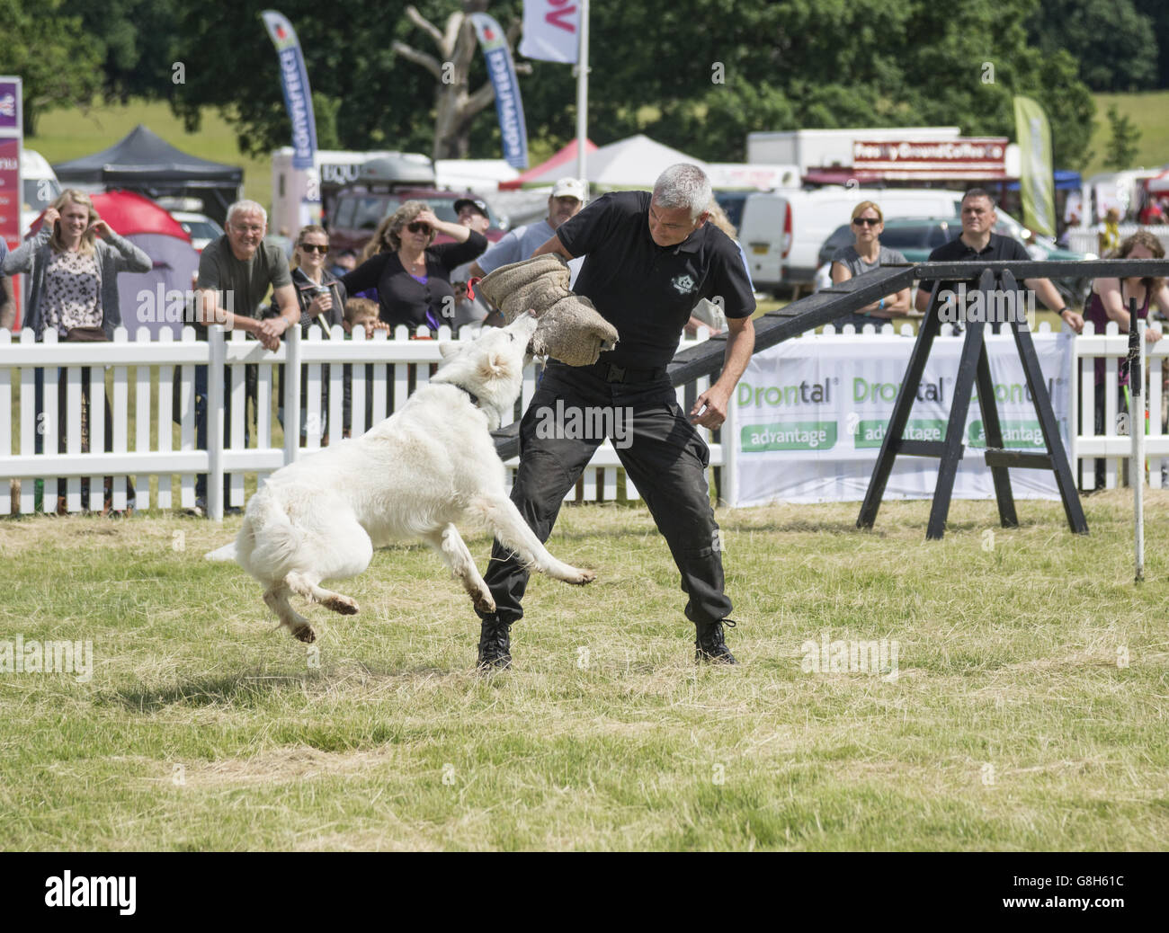 Attack dog demonstration at Dogfest 2016 windsor park Stock Photo