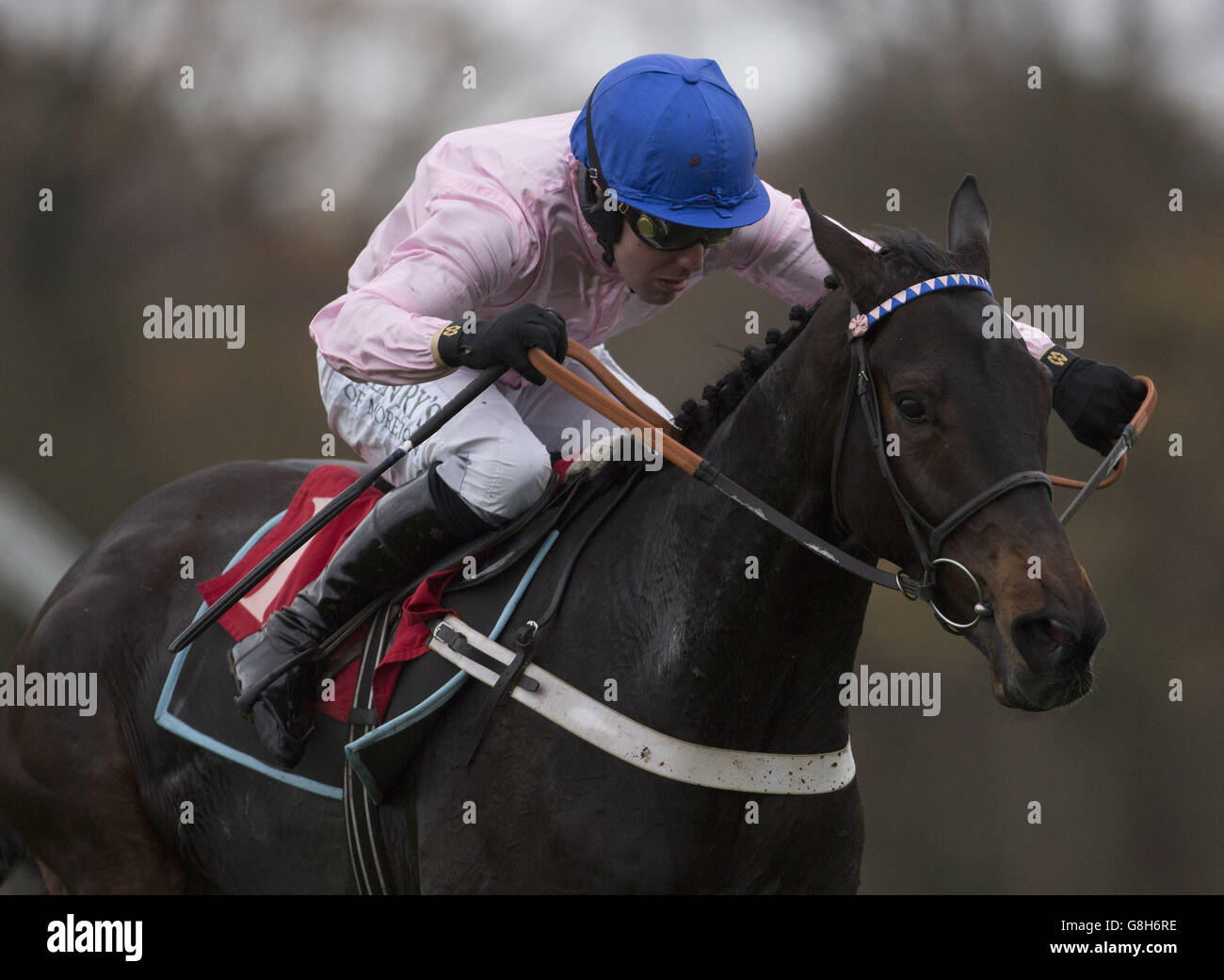 O O Seven ridden by Andrew Tinkler pulls away from the last flight before going on to win the The Becky Cunningham Novices' Hurdle Race run during Betfair Tingle Creek Chase Day at Sandown Park. Stock Photo