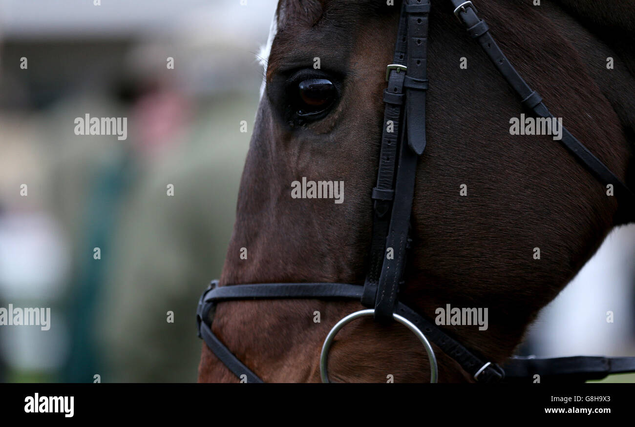A horse in the parade ringduring day one of The International at Cheltenham Racecourse. Stock Photo