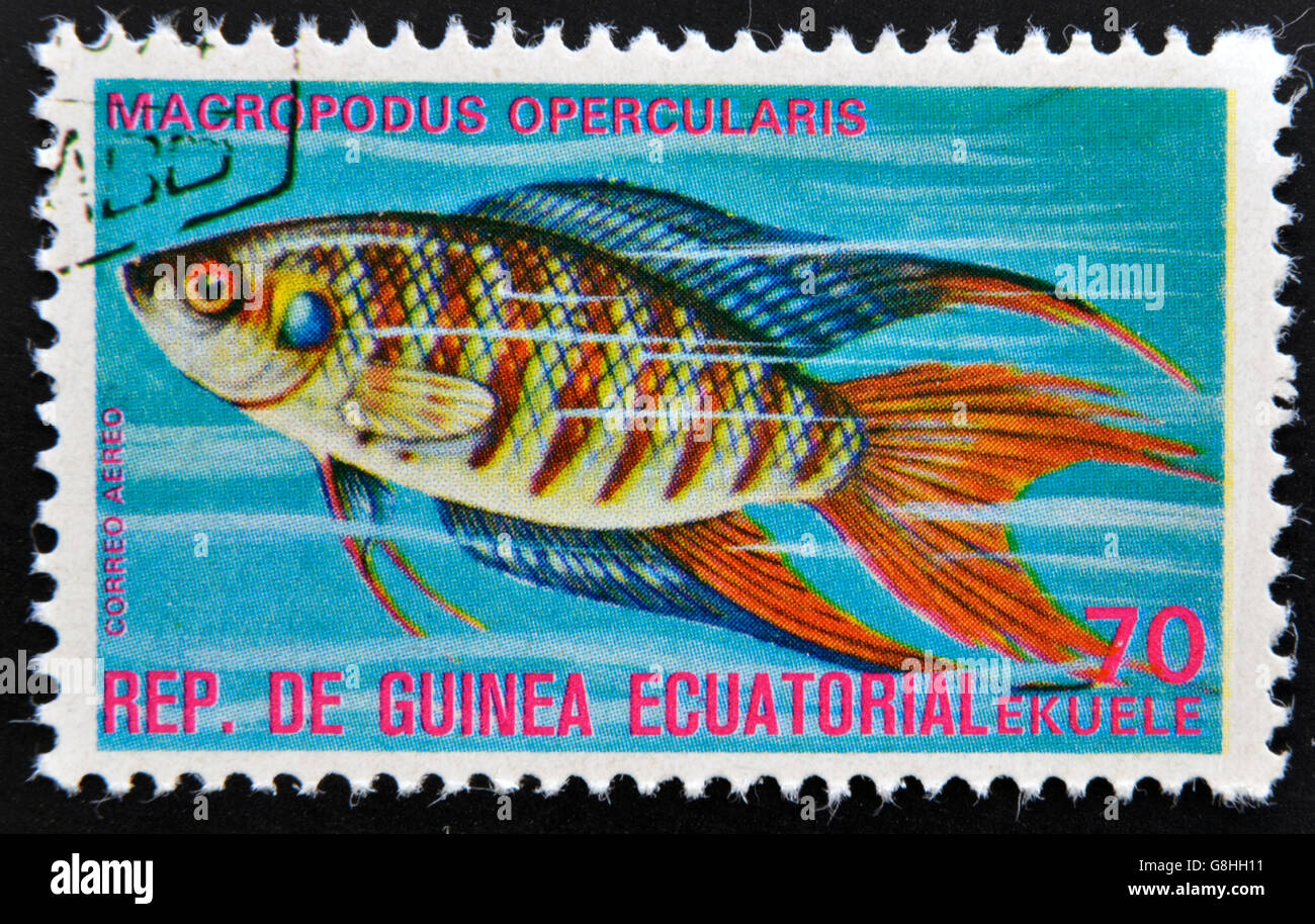 EQUATORIAL GUINEA - CIRCA 1974: A stamp printed in Guinea Ecuatorial dedicated to exotic fish shows macropodus opercularis, circ Stock Photo