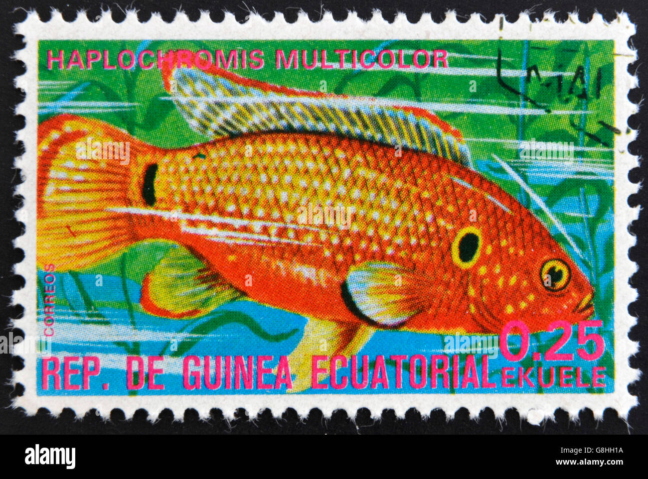 EQUATORIAL GUINEA - CIRCA 1974: A stamp printed in Guinea Ecuatorial dedicated to exotic fish shows haplochromis multicolor, cir Stock Photo