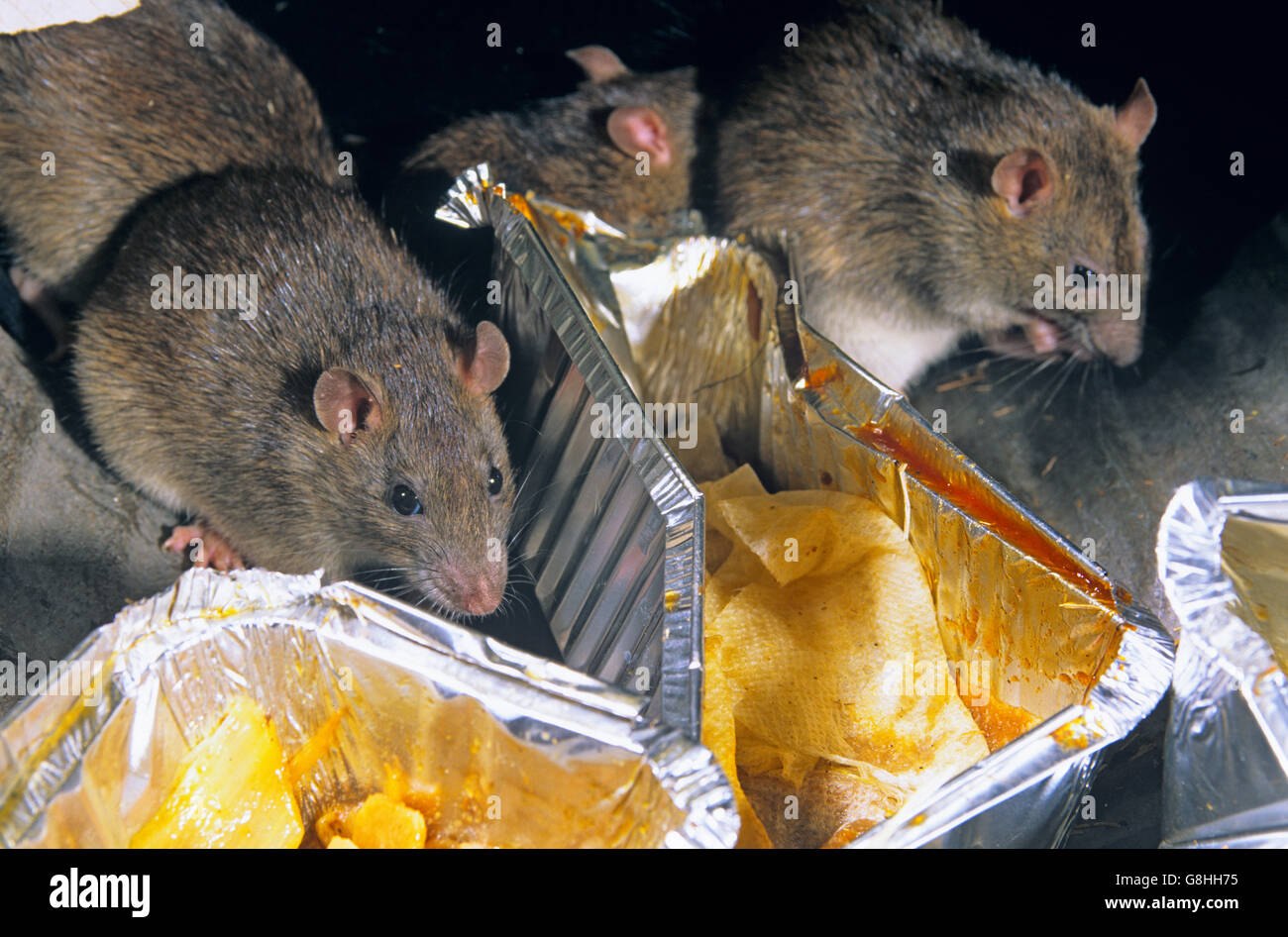 Brown rats Rattus norvegicus  taking advantage of discarded food near food take away outlet in urban environment Stock Photo