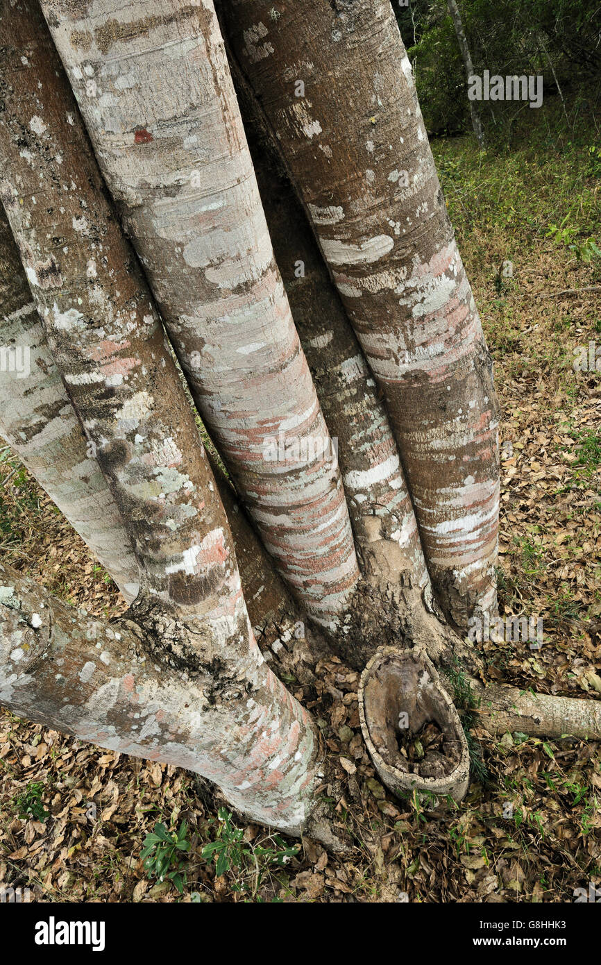 Mahogany tree trunks inosculating, South Africa. Stock Photo