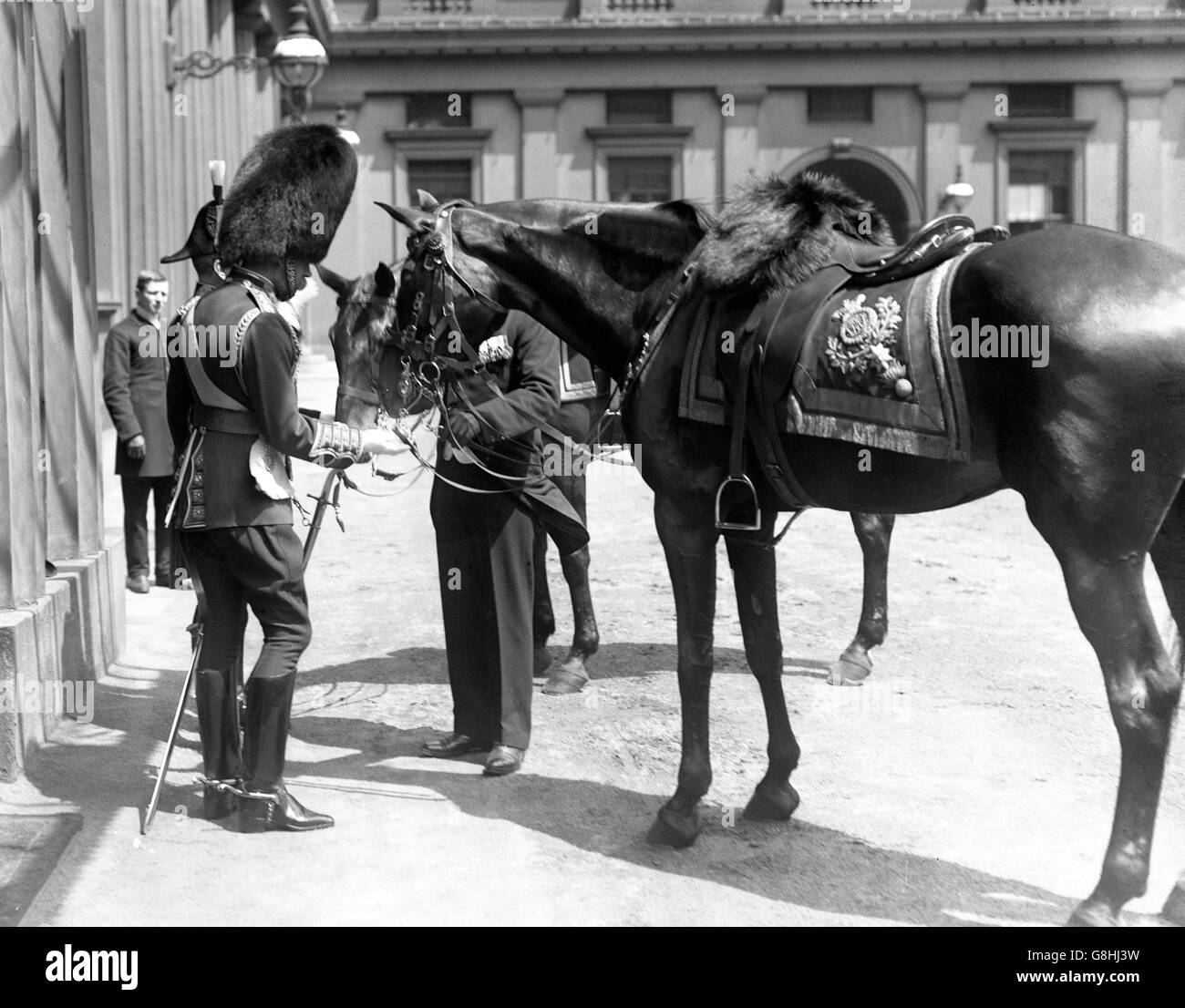 King George V gives his charger, Delhi, a piece of sugar in the quadrangle of Buckingham Palace. Stock Photo