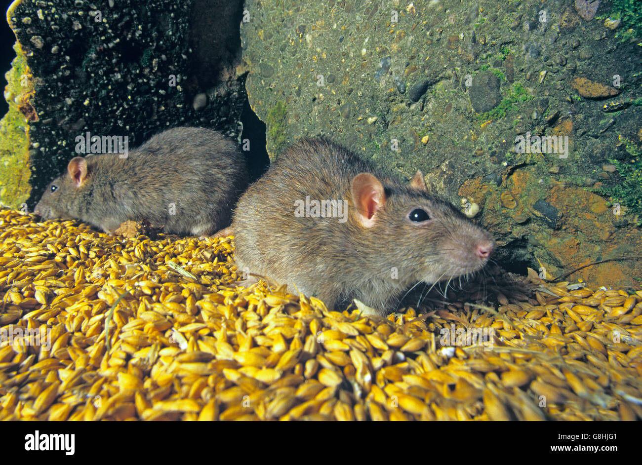 Brown Rats Rattus norvegicus eating wheat grains in grain store Stock Photo