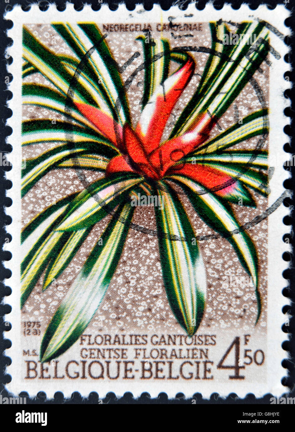 BELGIUM - CIRCA 1975: A stamp printed in Belgium shows Flower Neoregelia Carolinae, circa 1975 Stock Photo
