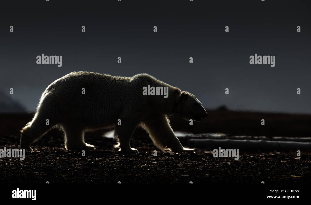 Female polar bear in silhouette on the shore of Liefdefjord, Svalbard archipelago, Norway Stock Photo