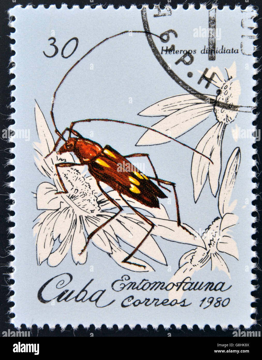 CUBA - CIRCA 1980: A Stamp printed in Cuba  dedicated to Entomofauna (Insect fauna) shows a Heterops dimidiata, circa 1980 Stock Photo