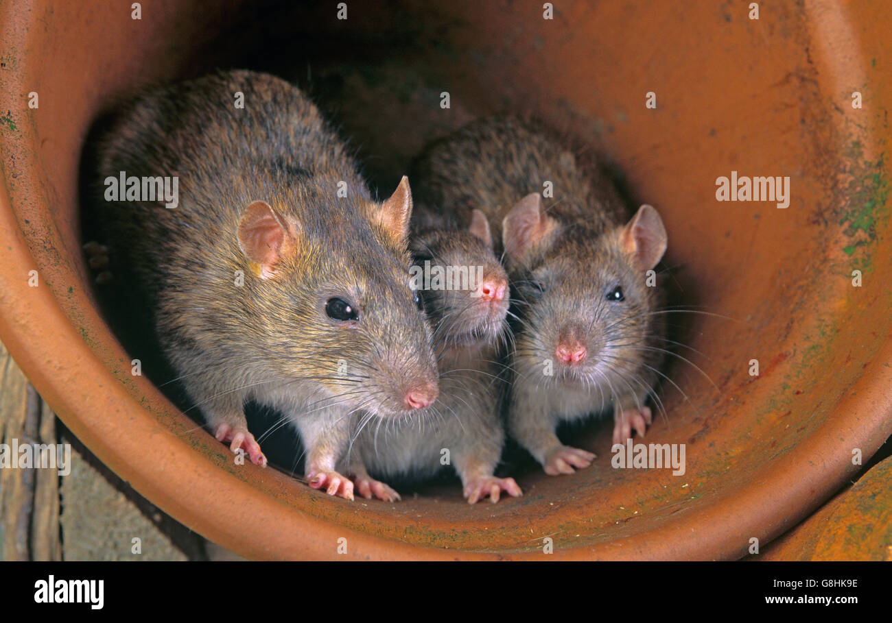 Three Brown Rats Rattus norvegicus in flower pot Stock Photo 108567802