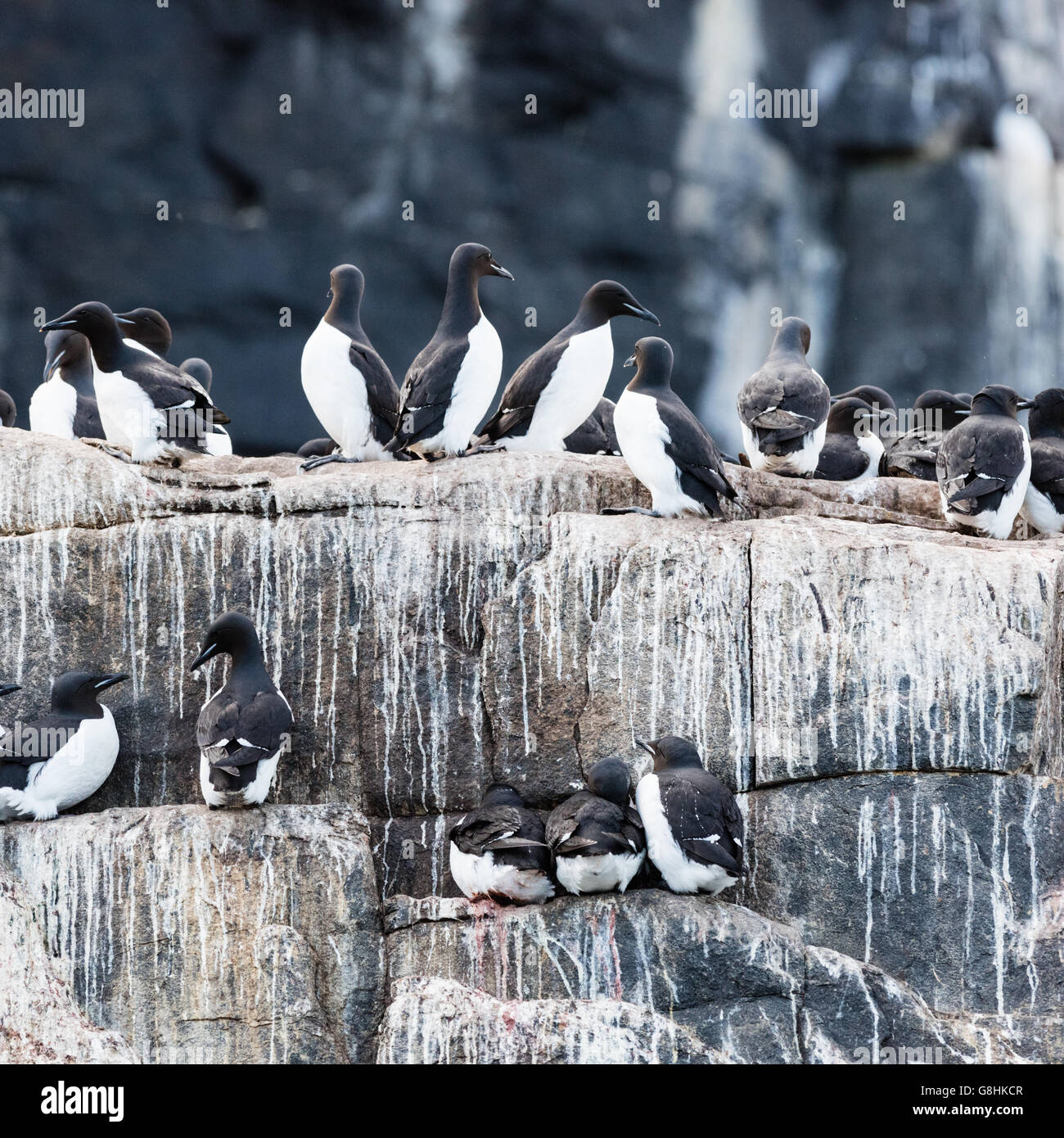 A few of the thousands of guillemots nesting on the Alkefjellet bird cliff near Cape Fanshawe in Spitsbergen, Norway Stock Photo