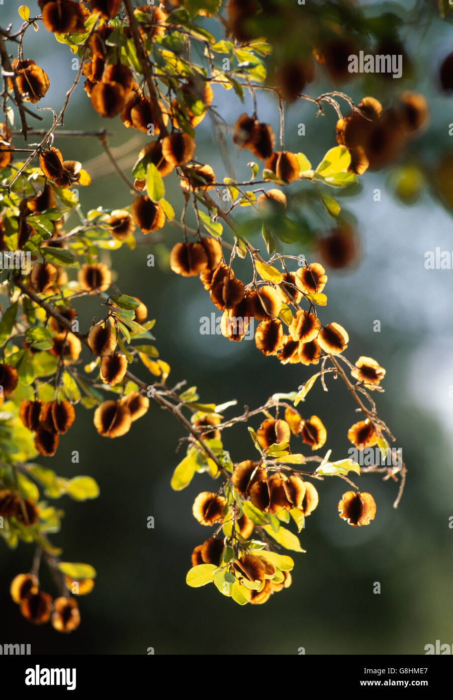 Large tree seed pods hires stock photography and images Alamy