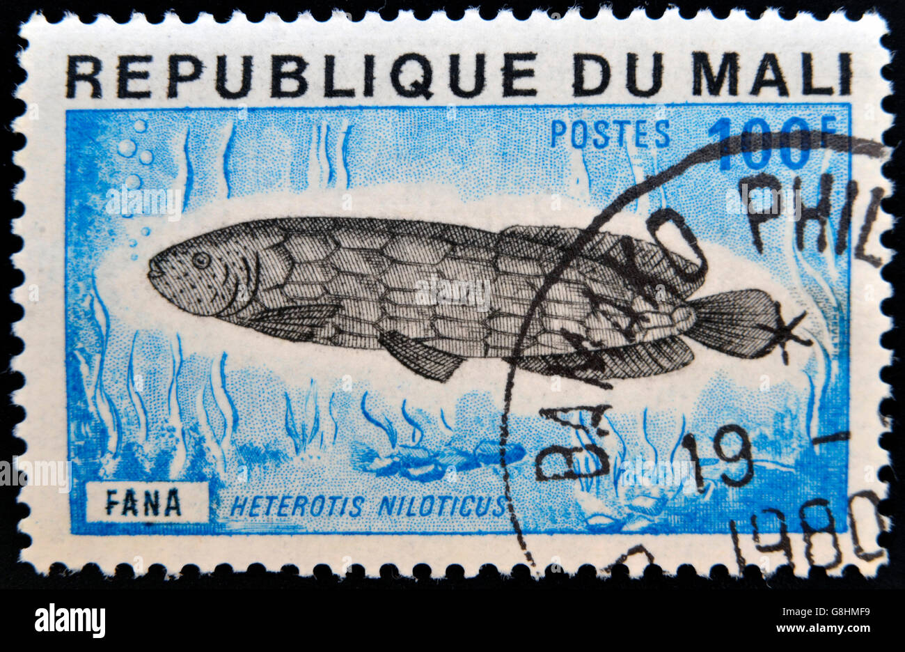 MALI - CIRCA 1980: A stamp printed in Republic of Mali shows fish African arowana, Heterotis Niloticus, circa 1980 Stock Photo