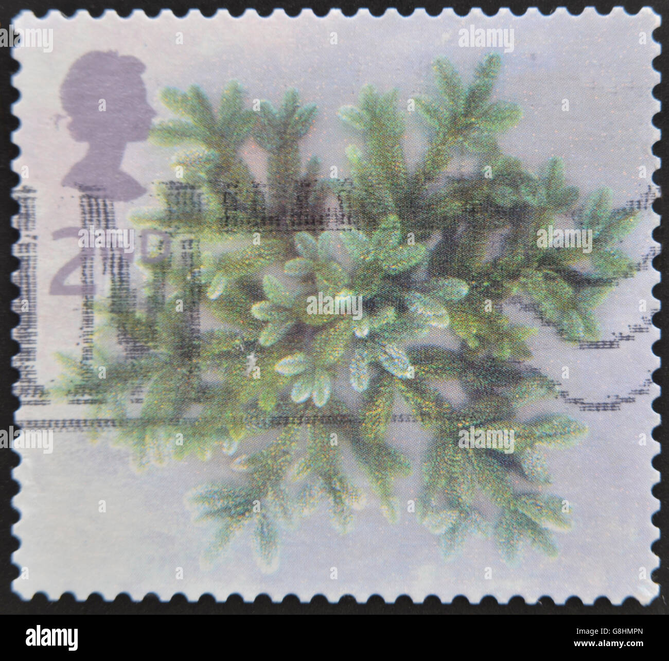 UNITED KINGDOM - CIRCA 2002: A stamp printed in Great Britain dedicated to Christmas, shows Spruce branches, circa 2002 Stock Photo