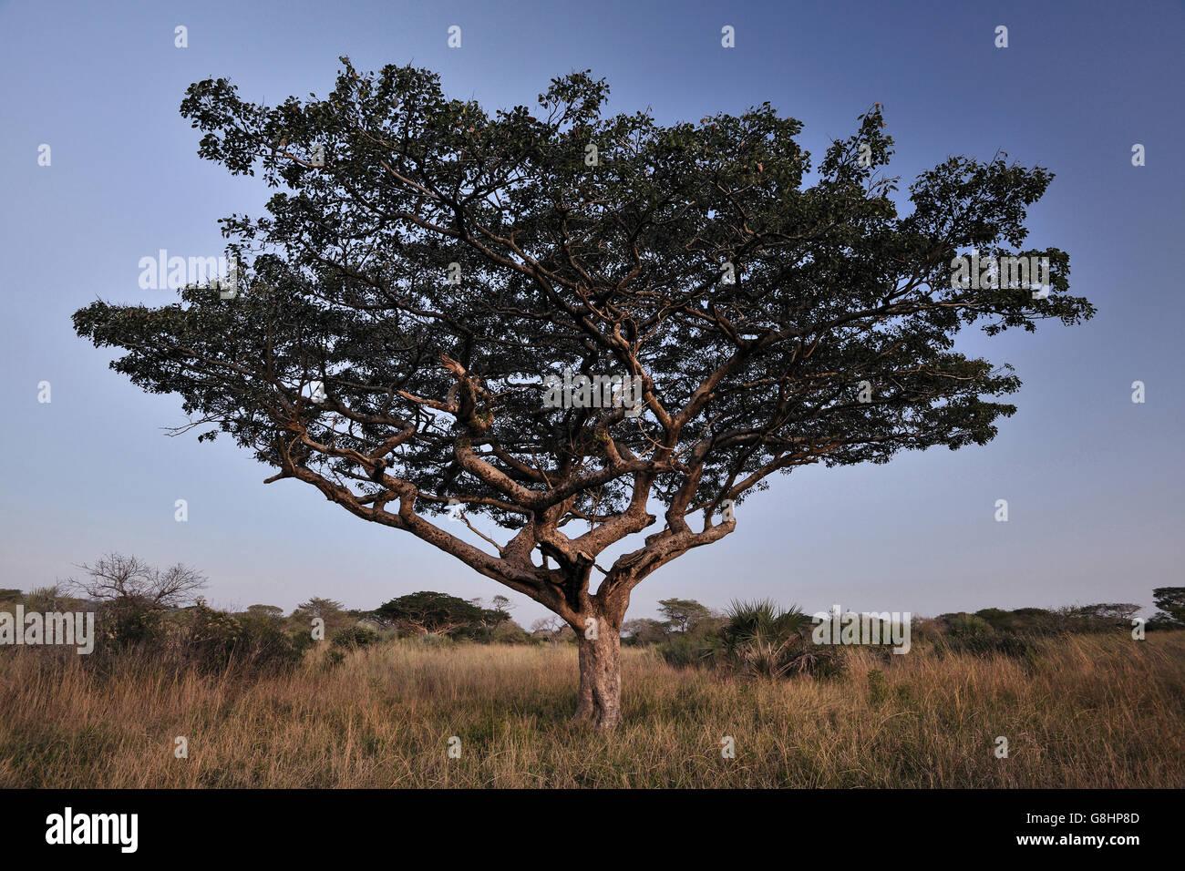 Mahogany tree in Tembe Elephant Park, Maputaland, KwaZulu Natal, South Africa. Stock Photo