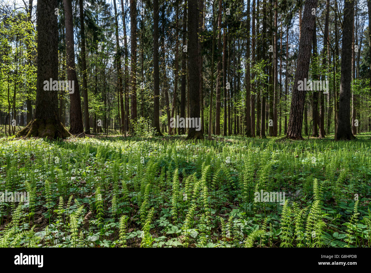 Fir in spring hi-res stock photography and images - Alamy