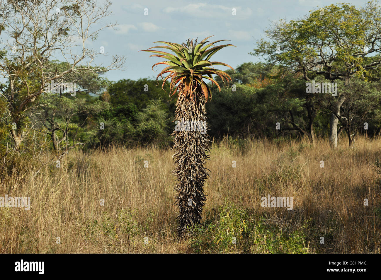 Mountain aloe tree, Tembe Elephant Park, Maputaland, KwaZulu Natal, South Africa. Art. Stock Photo