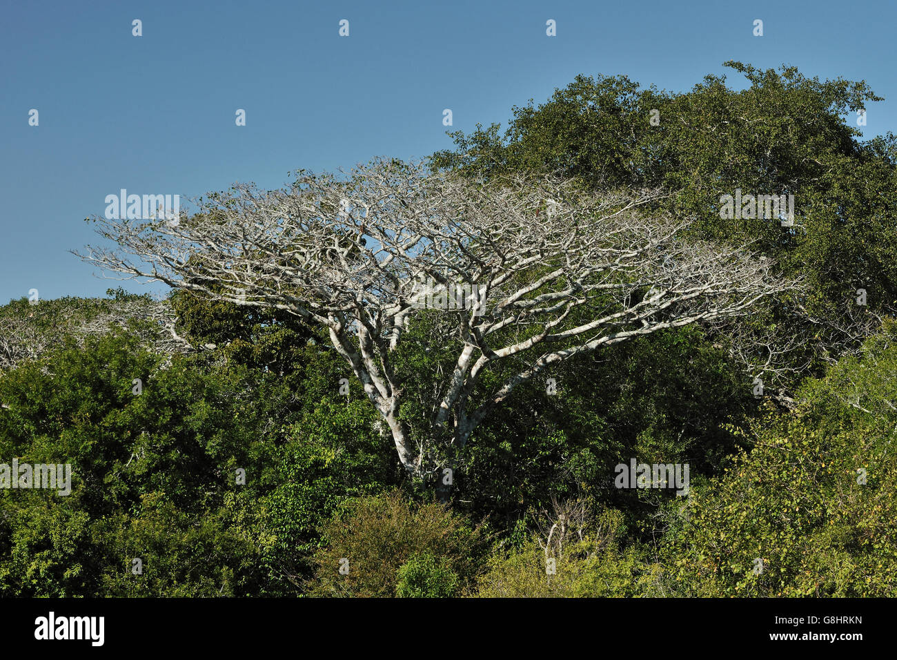 Mahogany tree in winter, Tembe Elephant Park, Maputaland, KwaZulu Natal, South Africa. Stock Photo