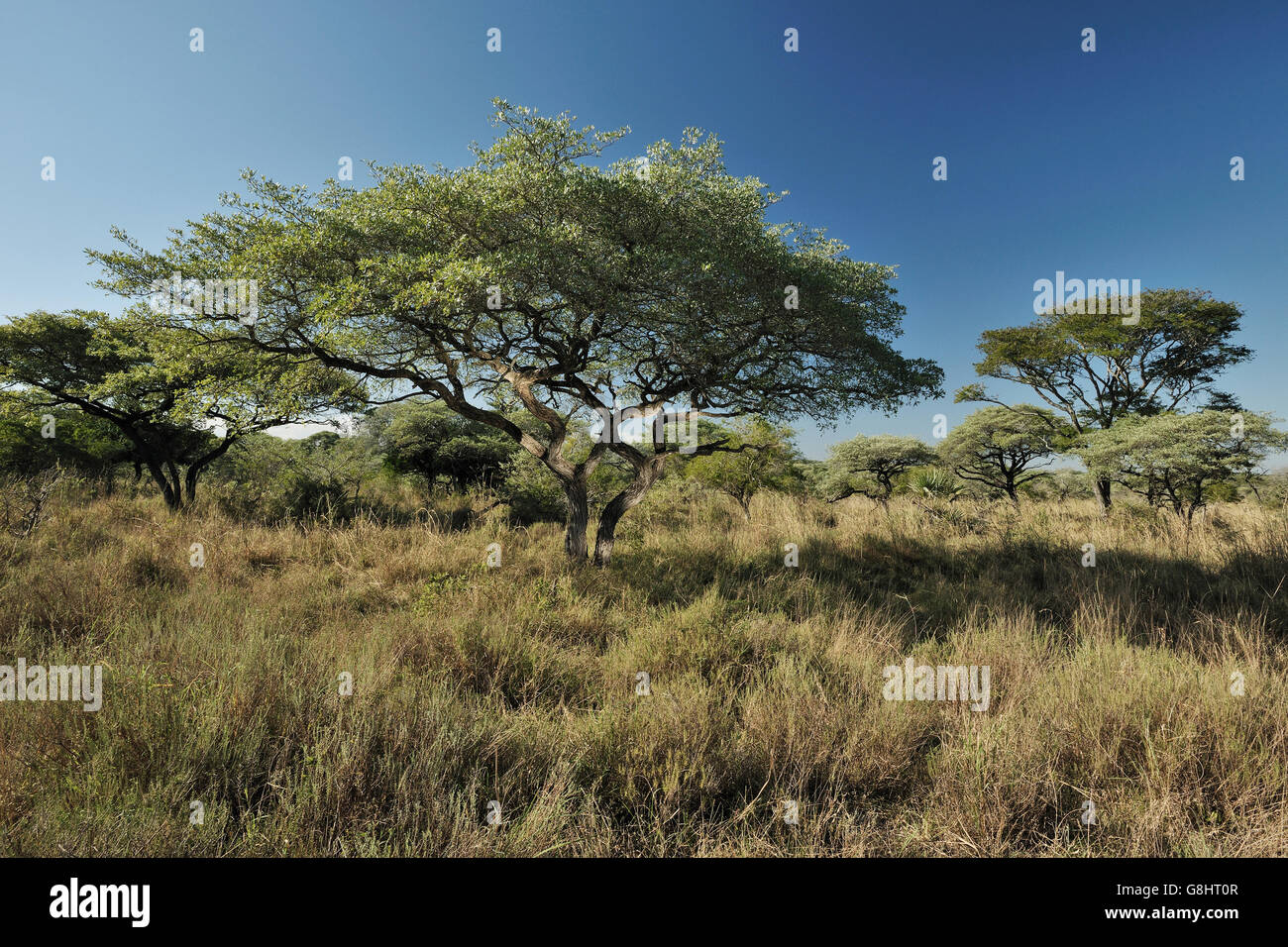 Silver Clusterleaf Tree, Tembe Elephant Park, Maputaland, KwaZulu Natal, South Africa. Stock Photo