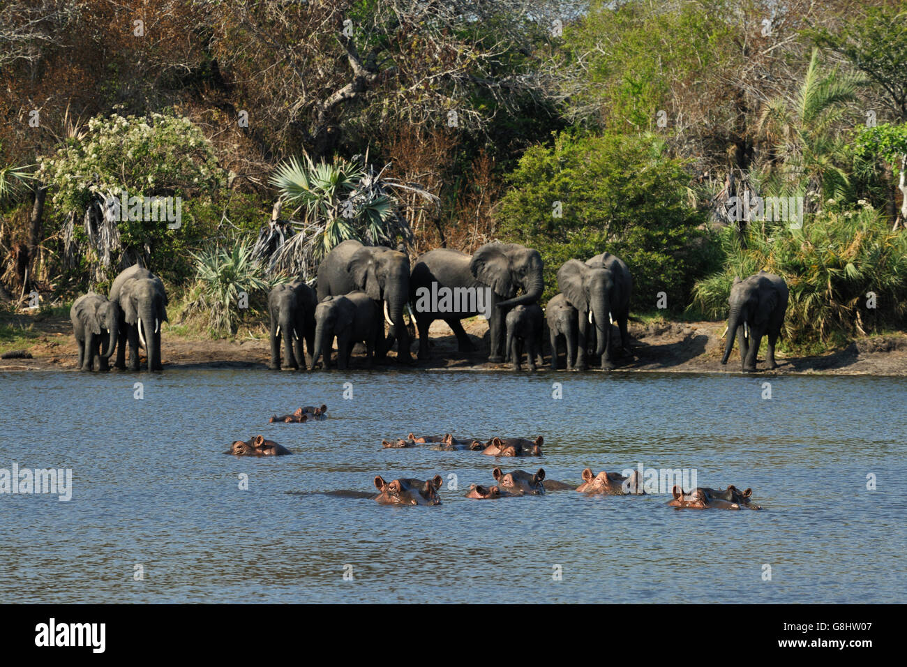 Elephants on river bank with hippos, Tembe Elephant Park, Maputaland, KwaZulu Natal, South Africa. Stock Photo