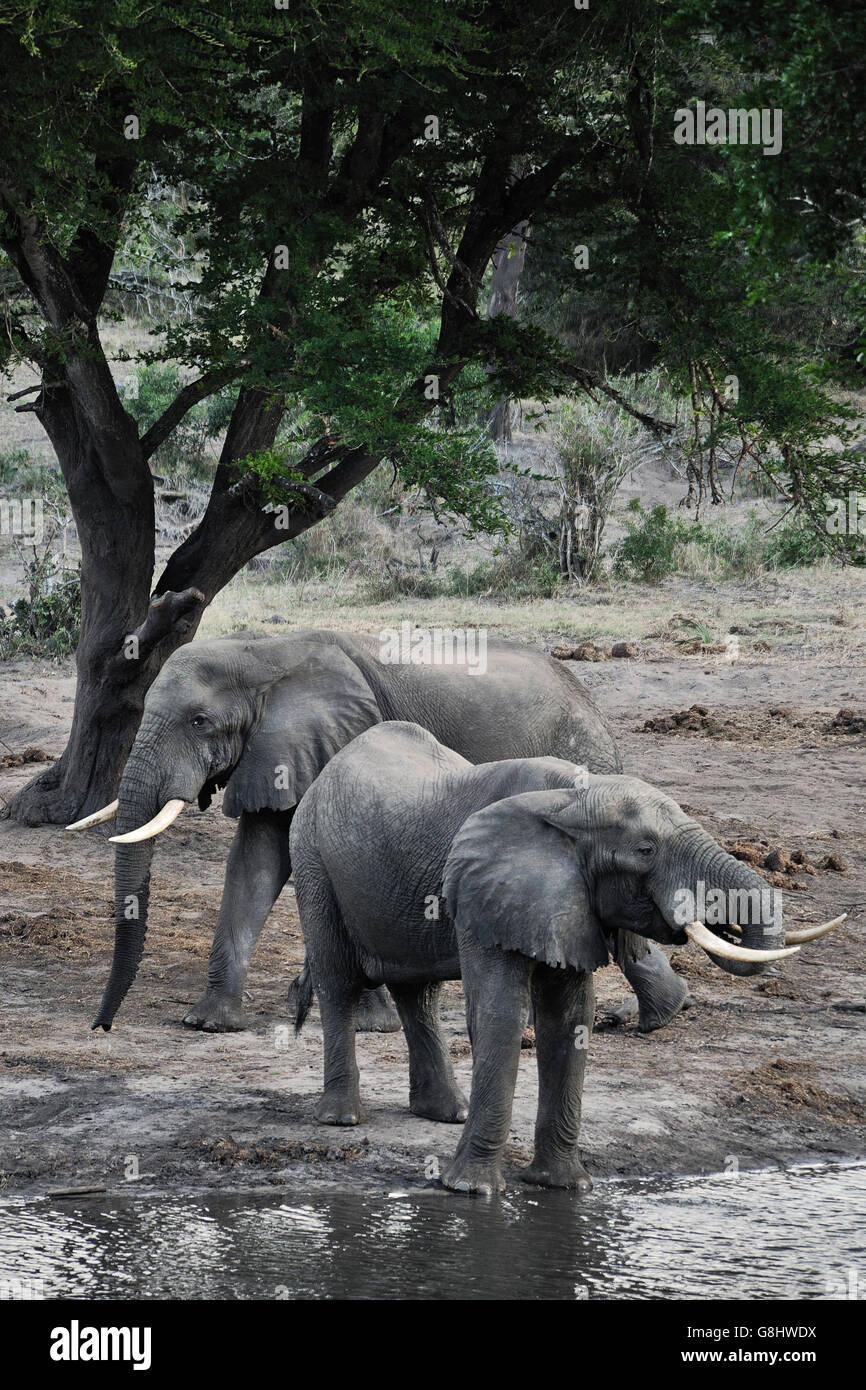 Elephants at water hole, Tembe Elephant Park, Maputaland, KwaZulu Natal, South Africa. Stock Photo
