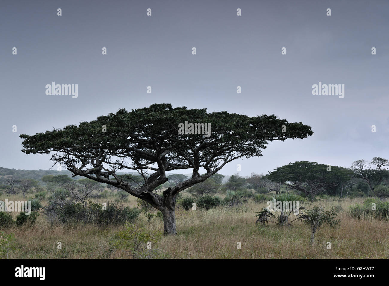 Pod mahogany before rain, Tembe Elephant Park, Maputaland, KwaZulu Natal, South Africa. Art. Stock Photo