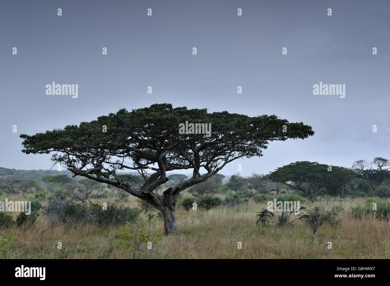 Pod mahogany before rain, Tembe Elephant Park, Maputaland, KwaZulu Natal, South Africa. Stock Photo