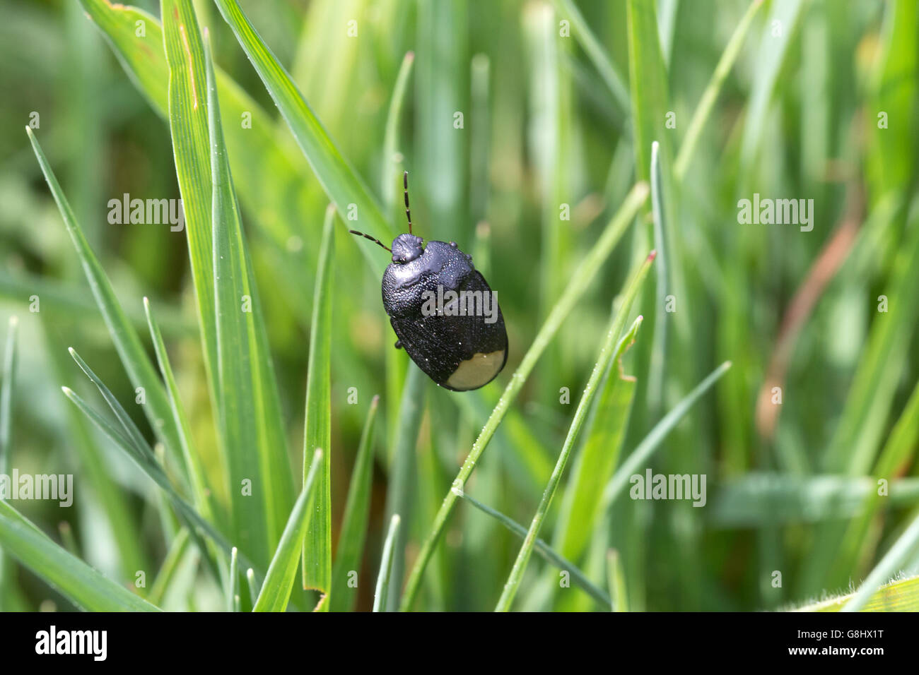 Schwarze Erdwanze an einen Grashalm  Black burrowing bug on a blade of grass Stock Photo