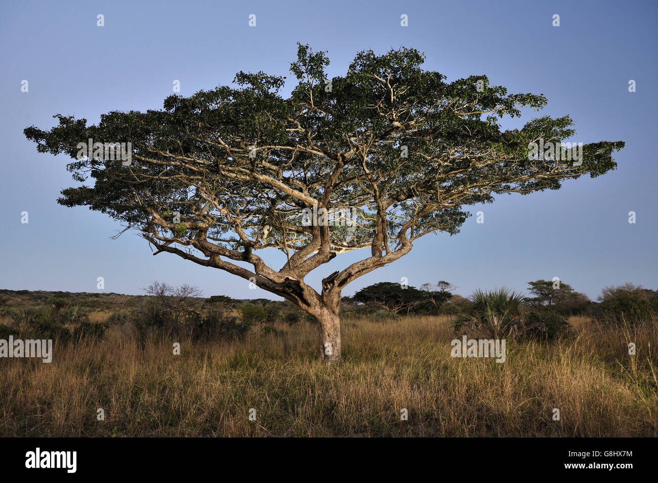 Pod mahogany in evening, Tembe Elephant Park, Maputaland, KwaZulu Natal, South Africa. Stock Photo