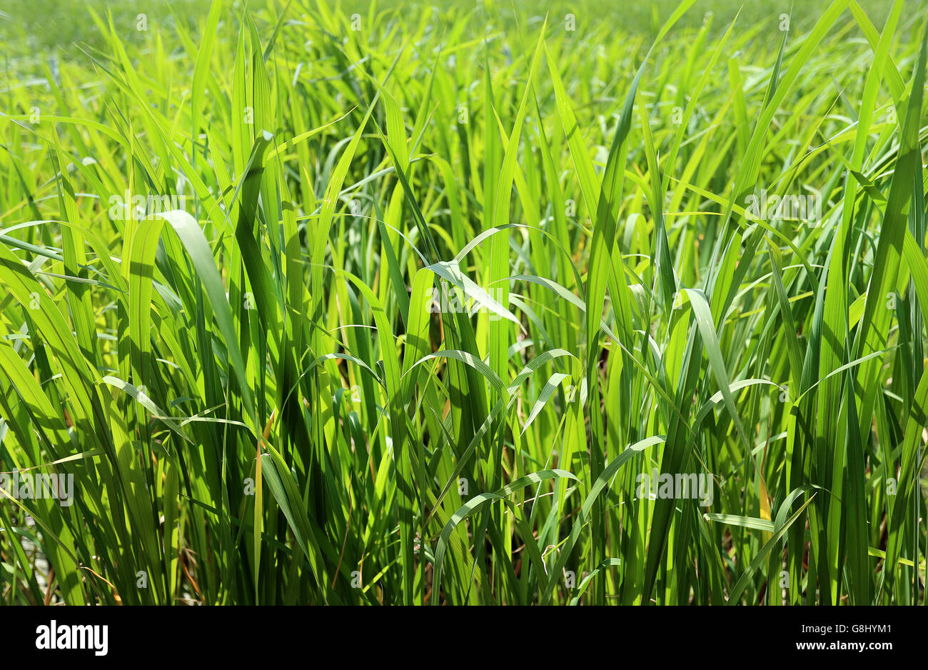 Photos bright green grass on a summer meadow Stock Photo