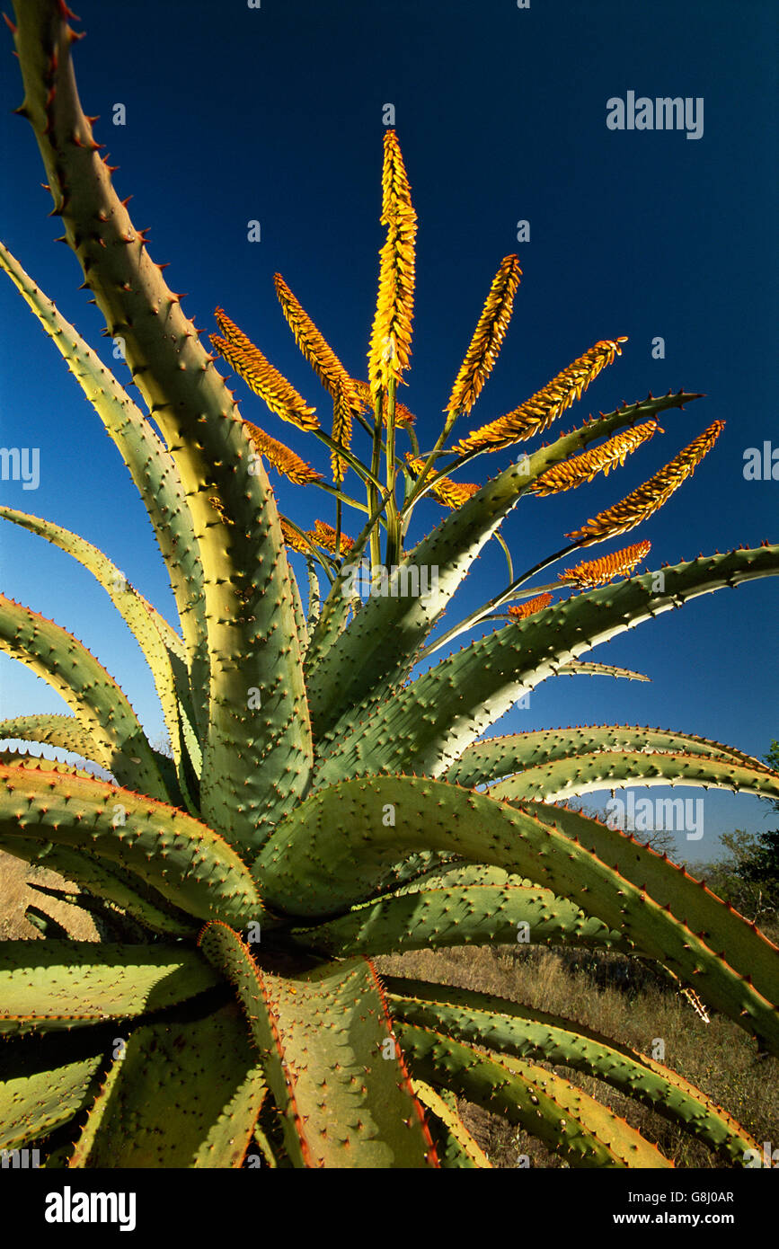 Mountain aloe, Aloe marlothii, South Africa. Stock Photo
