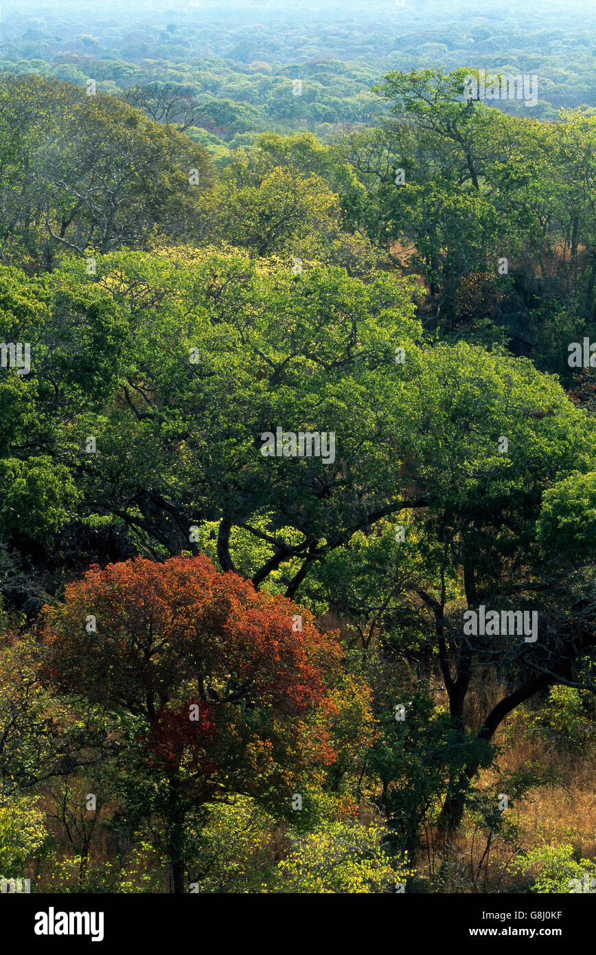 Tree canopies in forest, Kafue, Lusaka Province, Zambia. Stock Photo