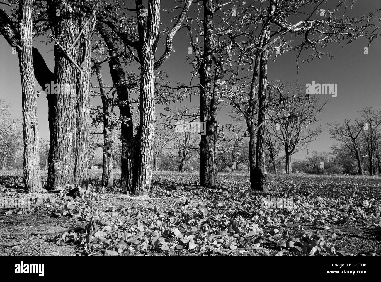 Mopane trees, Kafue National Park, Lusaka Province, Zambia, Black & white. Stock Photo