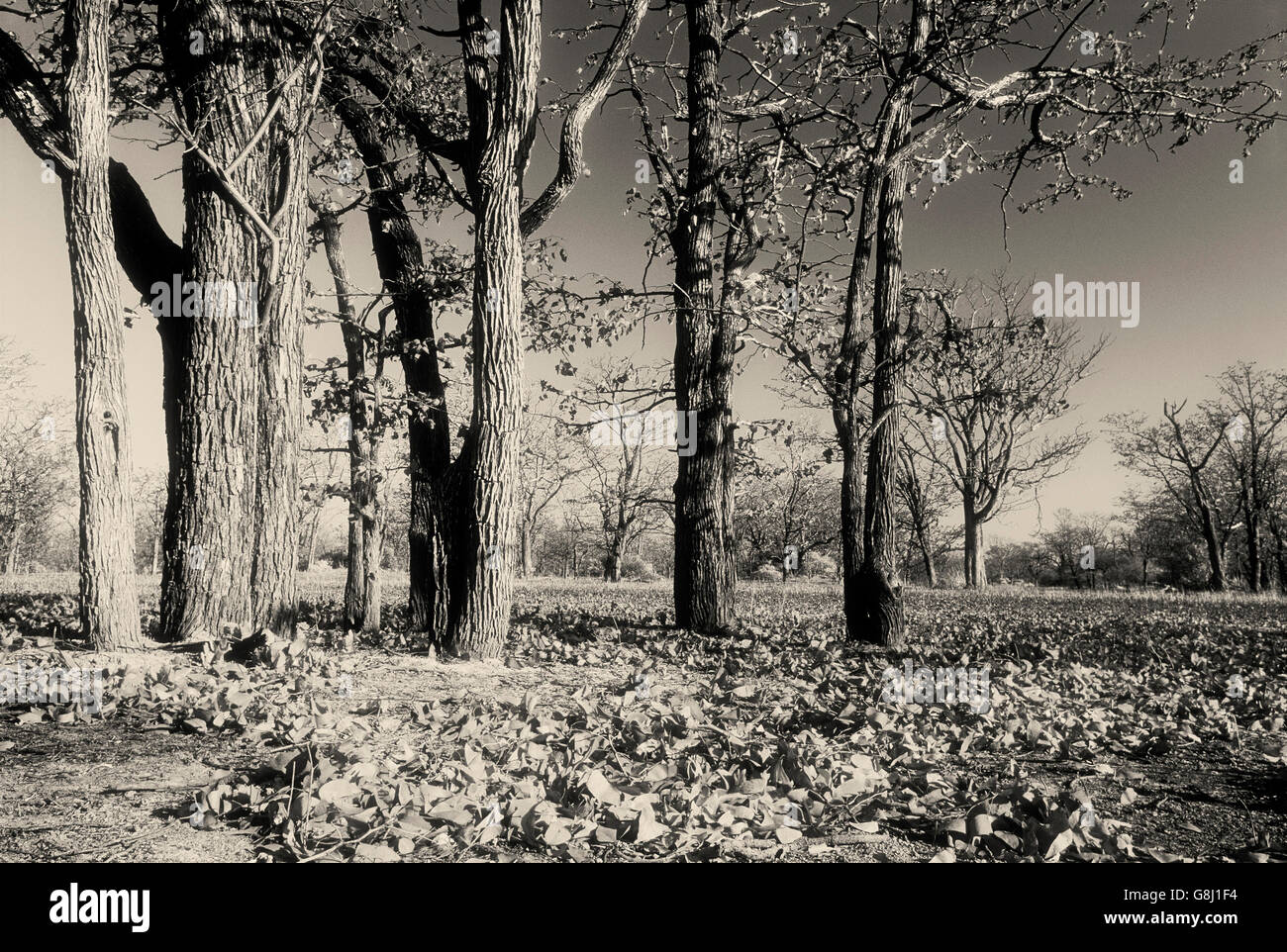 Mopane trees, Kafue National Park, Lusaka Province, Zambia, Black & white. Art. Stock Photo