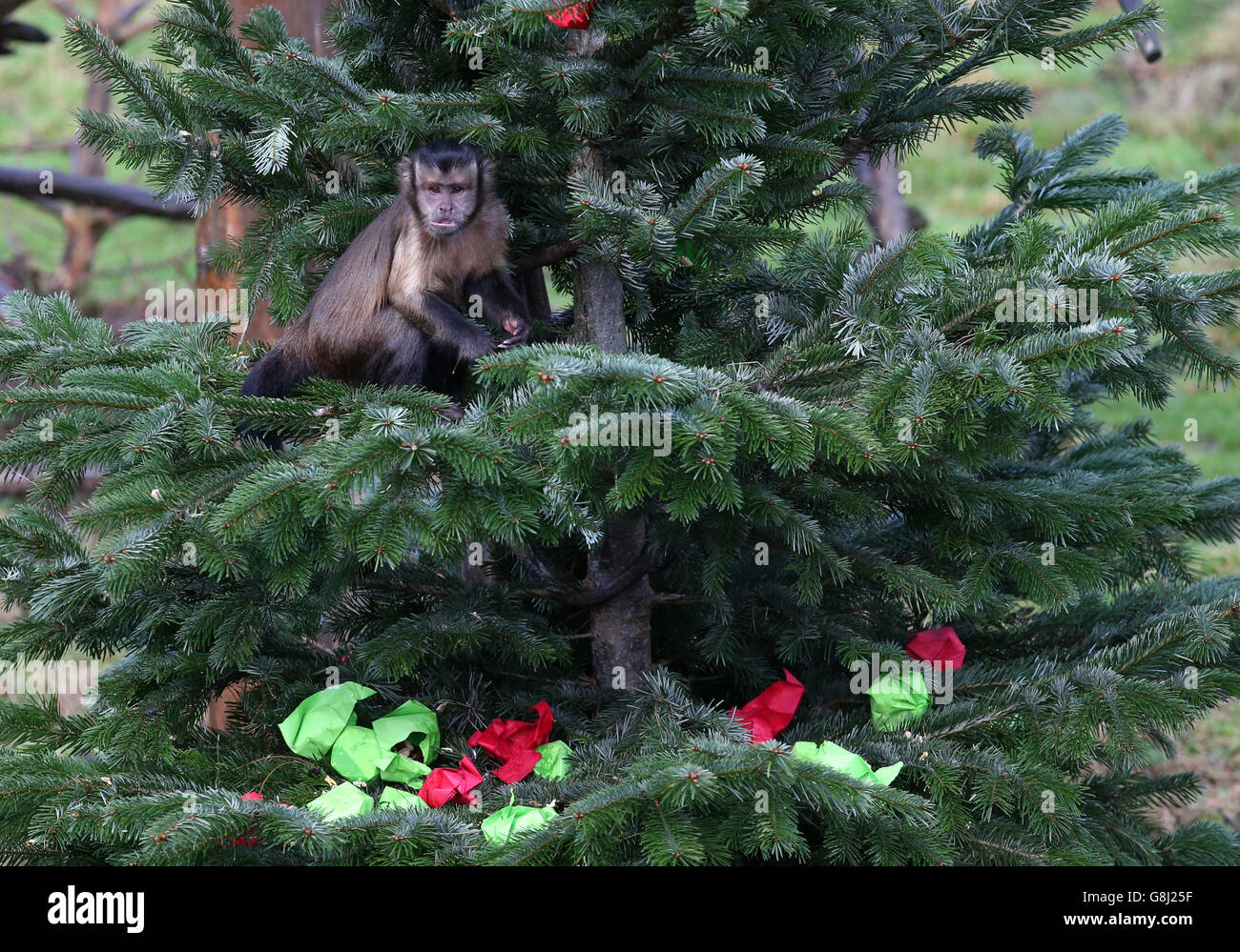 Monkeys at Edinburgh Zoo Stock Photo Alamy