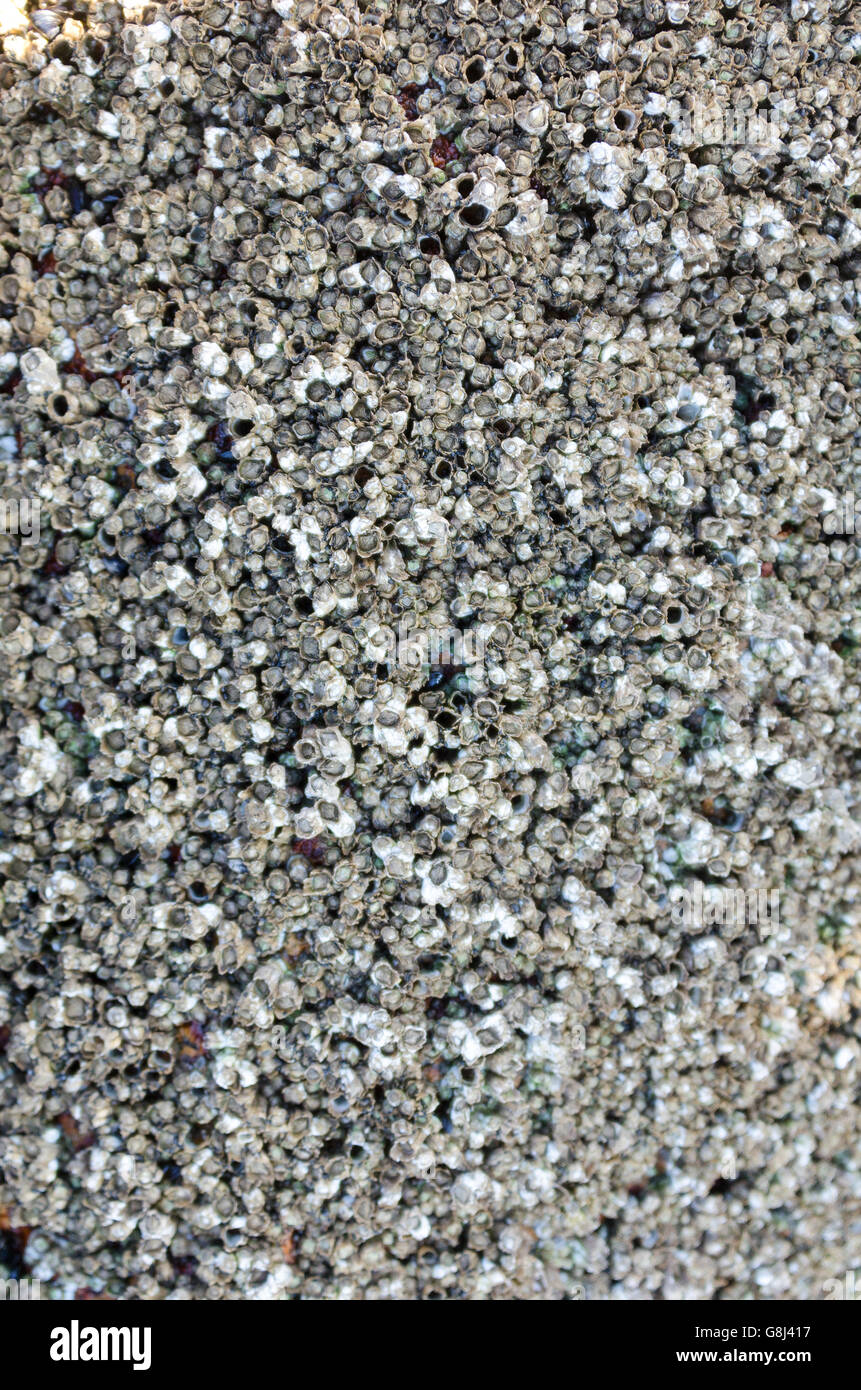 A densely packed colony of Northern Rock Barnacles in Seal Harbor, Maine. Stock Photo