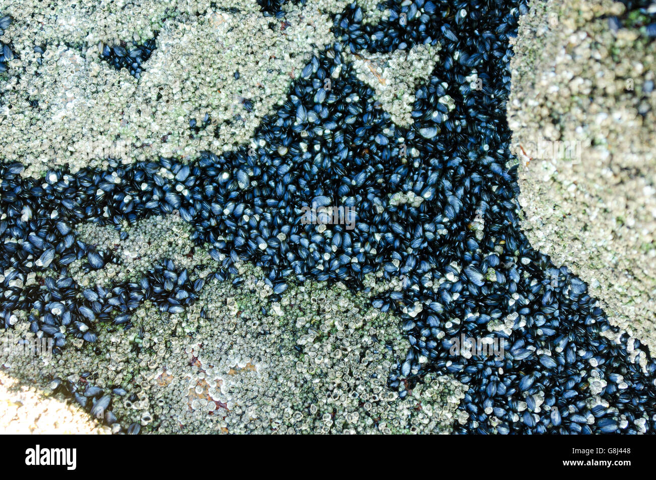 Baby Blue Mussels crowd a cleft in the stone between barnacle colonies. Stock Photo