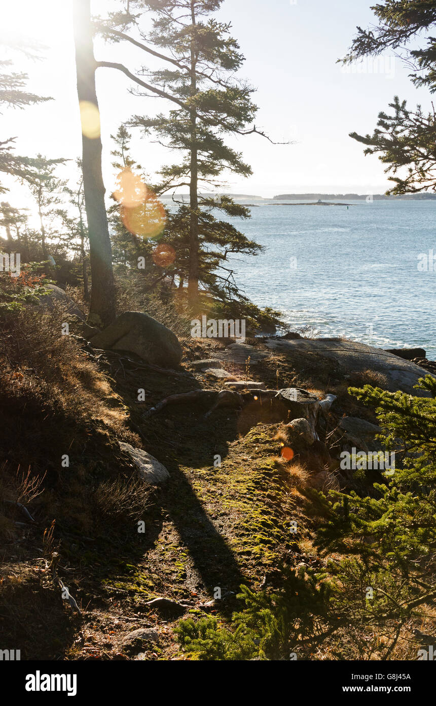 Morning sun sparkles through the trees atop a cliff on the coast of Maine. Stock Photo