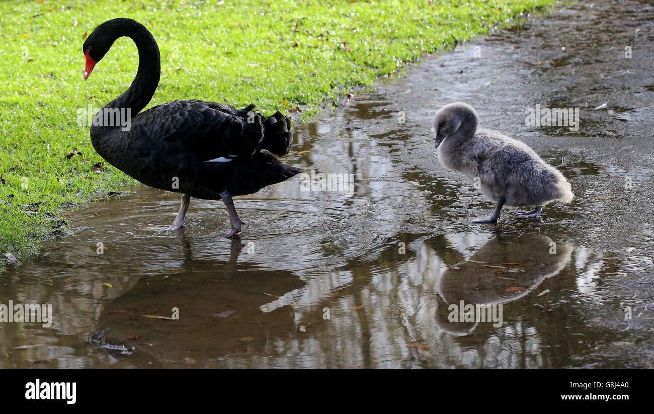 A Black Swan cygnet with it's mother Juliet after unusually hatching and surviving this month at Leeds Castle in Kent due to the unseasonably mild weather during December. Stock Photo