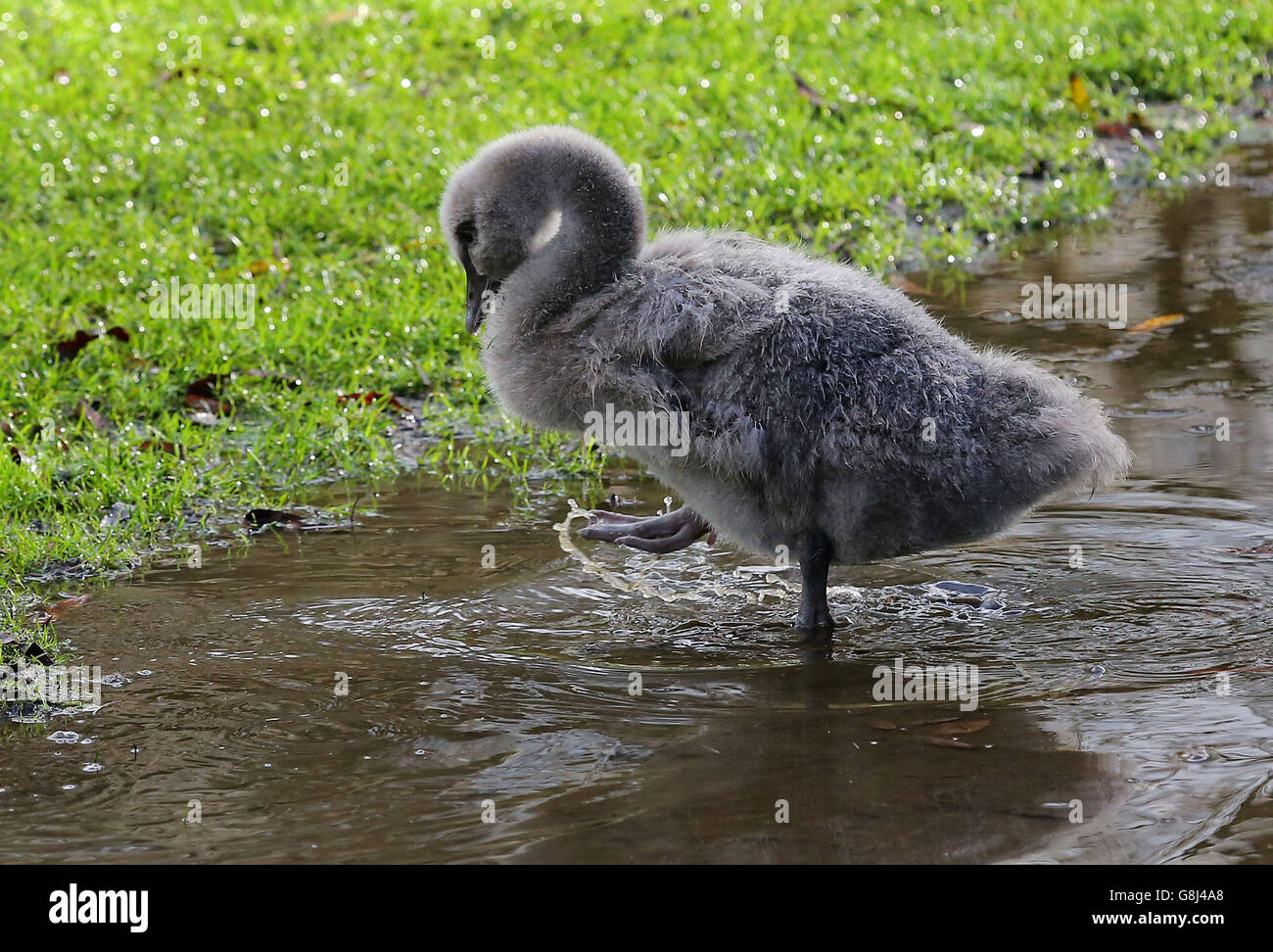A Black Swan cygnet which unusually hatched and survived this month at Leeds Castle in Kent due to the unseasonably mild weather during December. Stock Photo